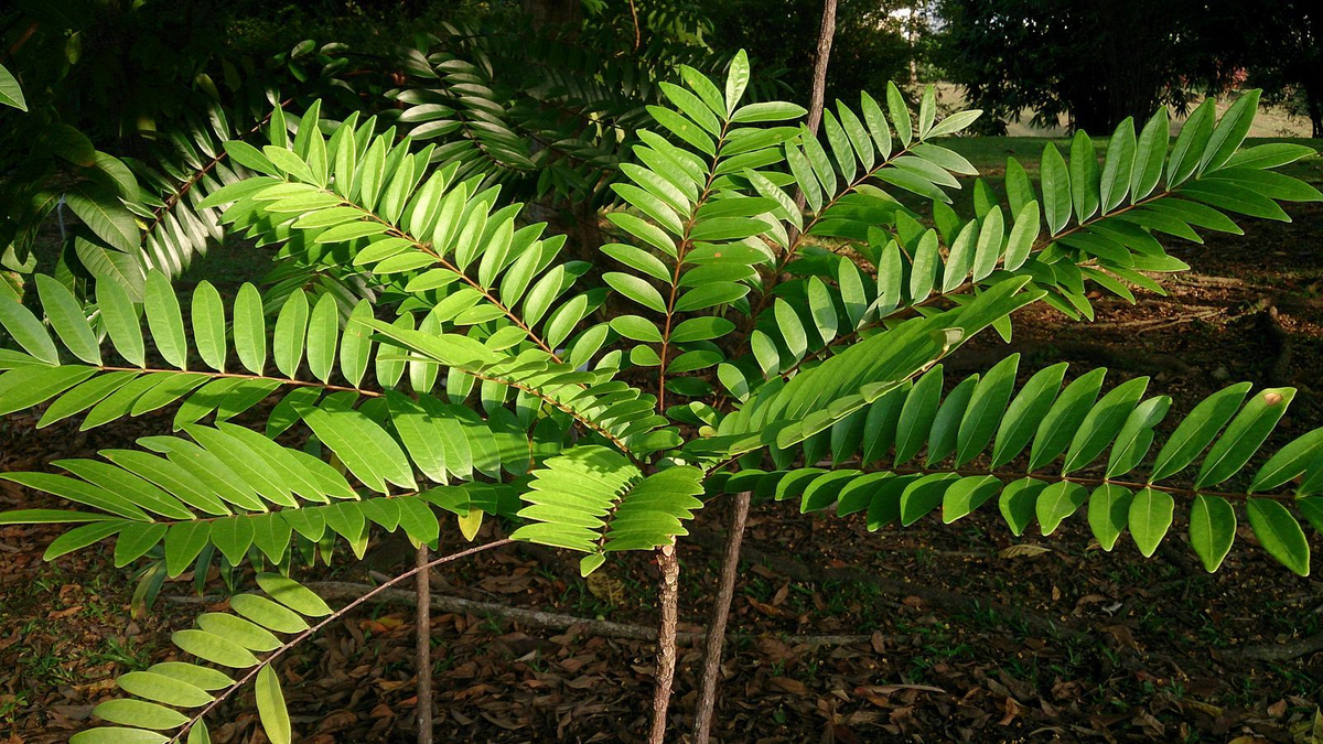 TONGKAT ALI